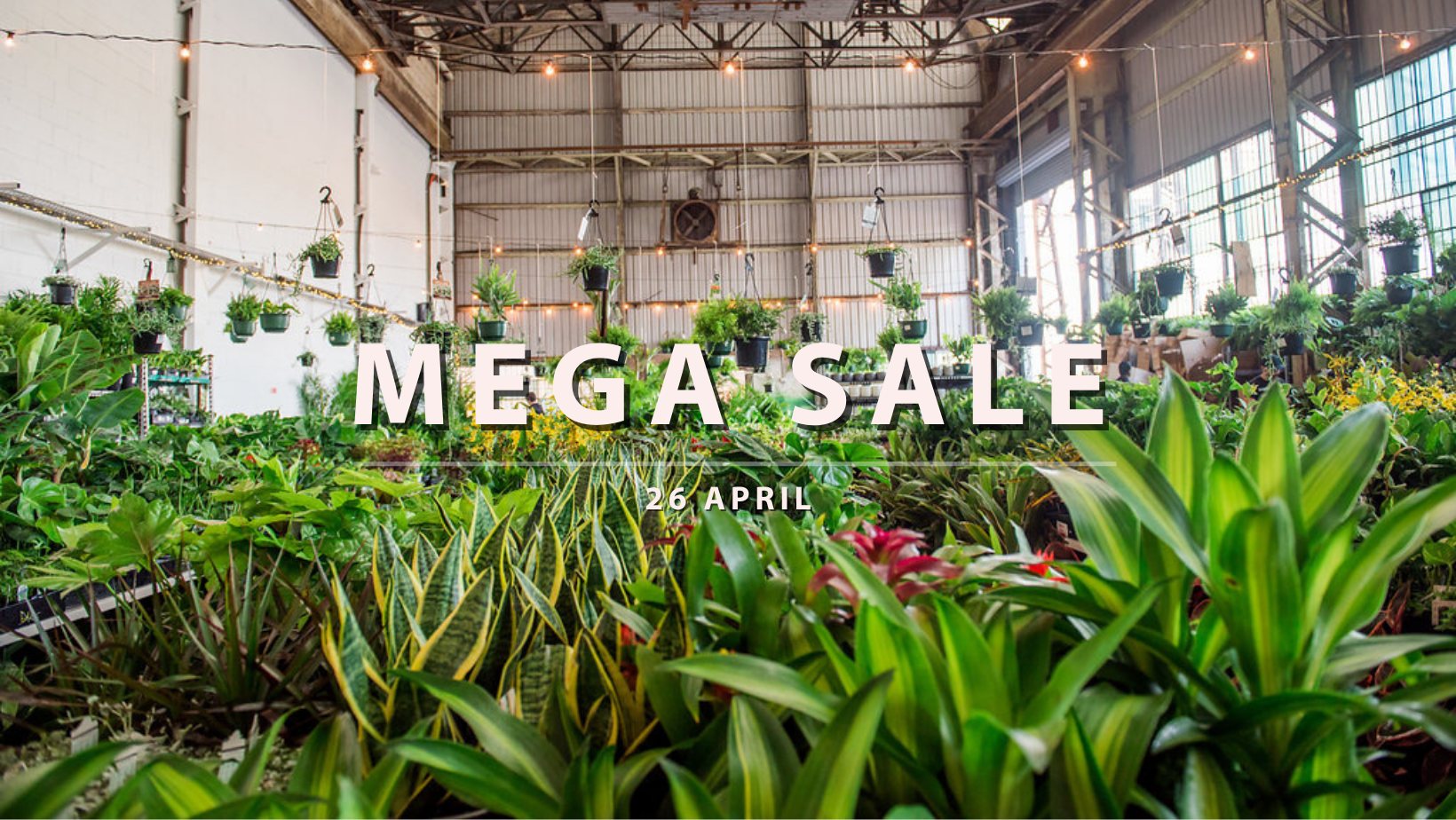 Brisbane - Australia’s Biggest Online Indoor Plant Sale!, Online Event