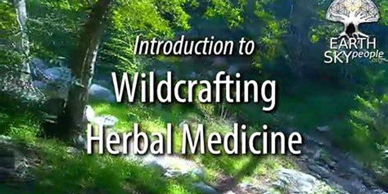 Wildcrafting Herbal Medicine IN PERSON, Online Event