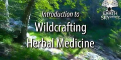 Wildcrafting Herbal Medicine IN PERSON