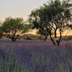 Lavender Bloom Events during the Month of June at Life Under the Oaks Lavender Farm in Oracle AZ