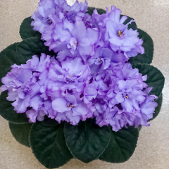 Rocky Mountain African Violet Show and Sale Saturday April 30