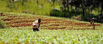 Designing And Conducting Surveys For Monitoring And Evaluation Of Agricultural Projects, Nairobi, Kenya