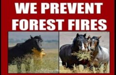 Wild Horse Action Protest