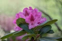 Great Lakes Chapter of the American Rhododendron Society Spring Plant Sale and Truss Show