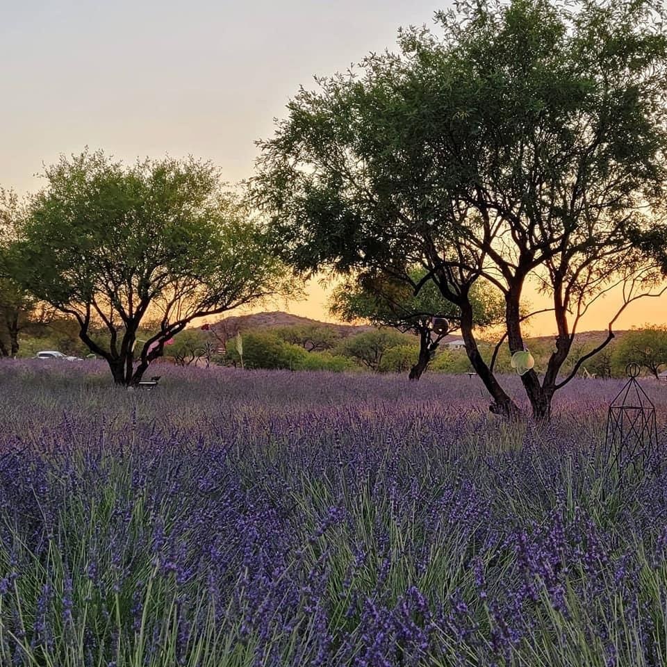 Lavender June Bloom at Life Under the Oaks Lavender Farm in Oracle Arizona!!, Oracle, Arizona, United States