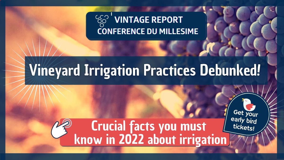 Vineyard Irrigation Practices Debunked - Facts about what works in vineyard irrigation, Napa, California, United States