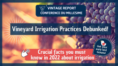 Vineyard Irrigation Practices Debunked - Facts about what works in vineyard irrigation