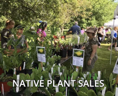 The Best Native Plant Sale in Rhode Island, June 4, 2022, URI Botanical Gardens