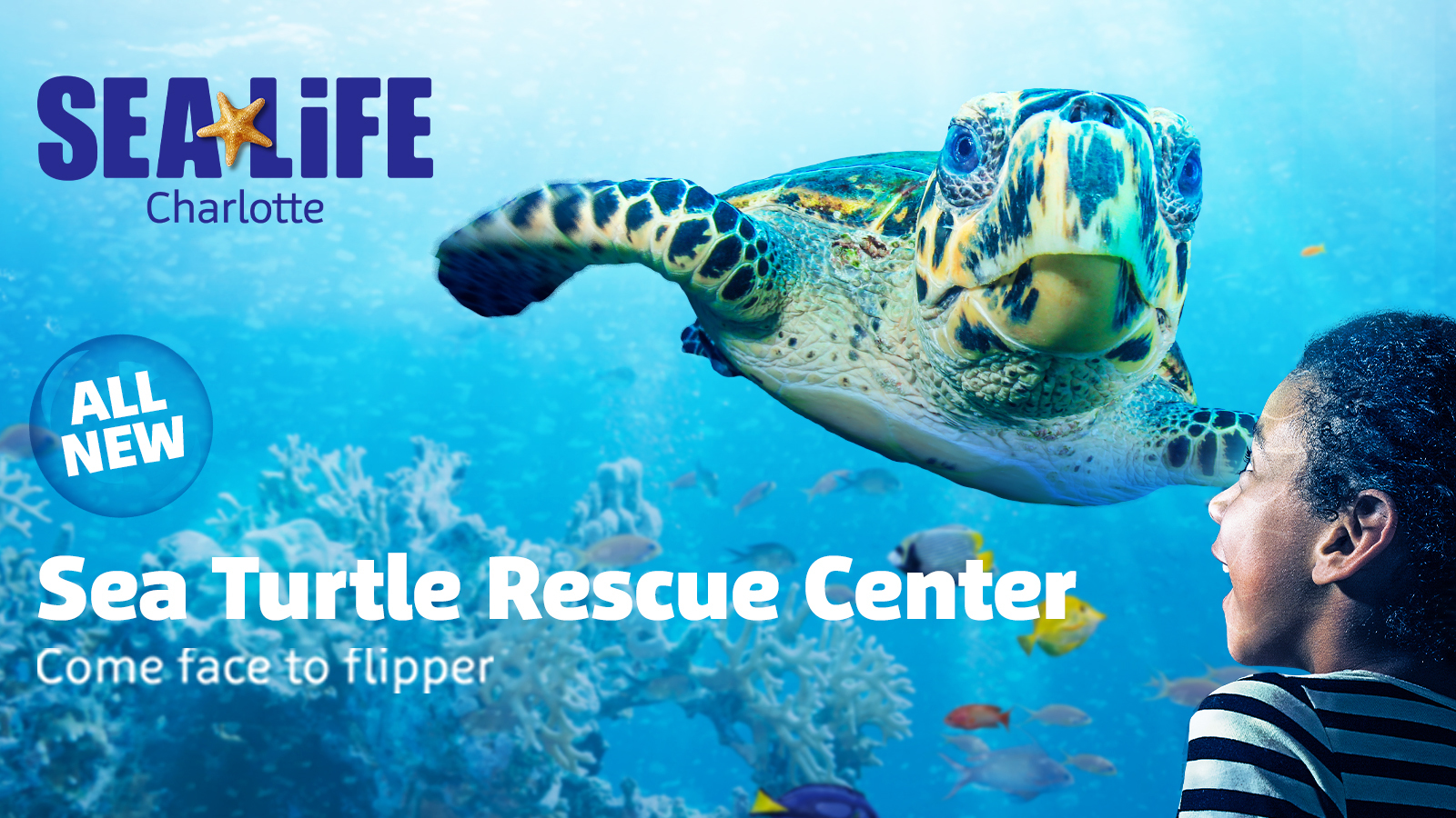 All-New Sea Turtle Rescue Center: Summer SEA-lebration!, Concord, North Carolina, United States
