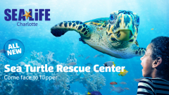 All-New Sea Turtle Rescue Center: Summer SEA-lebration!