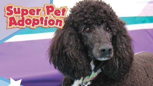 Super Pet Adoption and Fundraiser, Irvine, California, United States