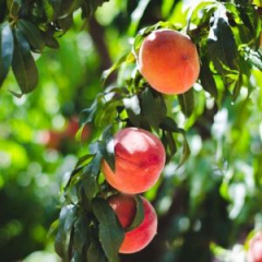 Apple Annie's Peach Mania