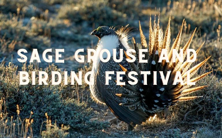 Sage Grouse and Birding Festival, Wells, Nevada, United States