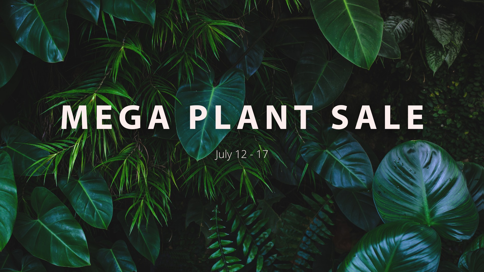 Adelaide - Jungle Collective - Australia’s Biggest Online Indoor Plant Sale!, Online Event