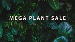 Brisbane - Jungle Collective - Australia’s Biggest Online Indoor Plant Sale!