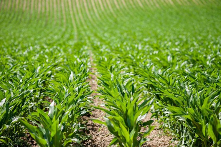 Monitoring and Evaluation for Agriculture and Rural Development Course, Online Event
