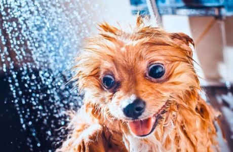 Dog Wash Fundraiser at Trillium Woods for the Alzheimer's Association, Plymouth, Minnesota, United States