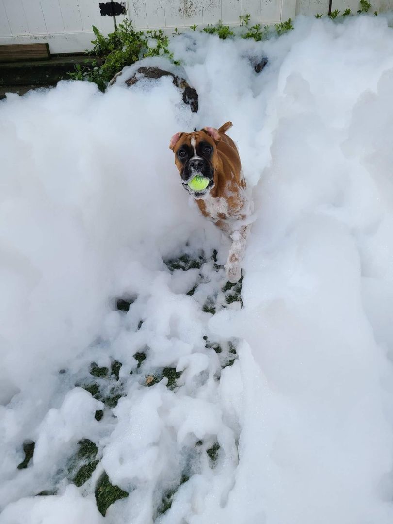 Foam party for Suncoast Humane Society dogs, Englewood, Florida, United States