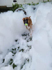 Foam party for Suncoast Humane Society dogs