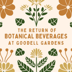 Botanical Beverages