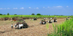 Training on Establishing and Strengthening Farmer Organizations Course