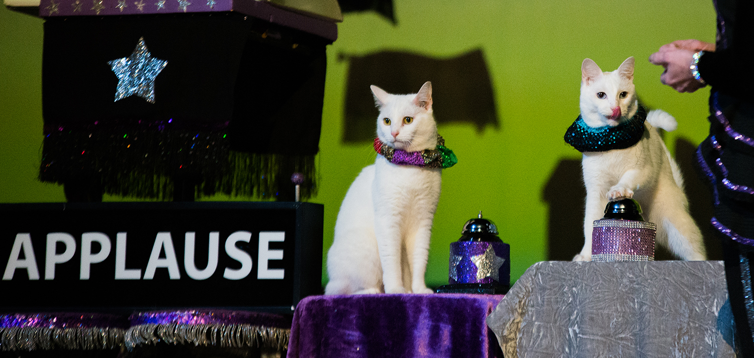 The Amazing Acrocats Pounce on Portland!