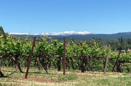 Comedy/Hypnosis Show Live On-Stage in the VINEYARD, Placerville, California, United States