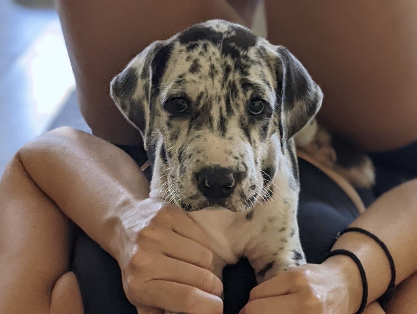 Puppy Love Yoga, Toronto, Ontario, Canada