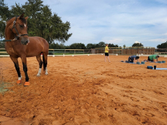 Yoga with Horses for Veterans