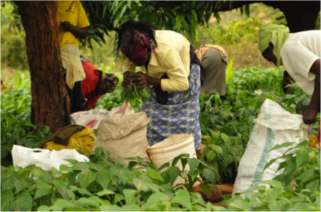 Agri-Business, Enterprise Development and Market Linkage Course, Nairobi, Kenya