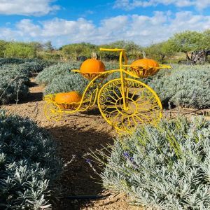 Visit the Lavender Farm in Oracle Oct 1st from 10am-2pm, Oracle, Arizona, United States
