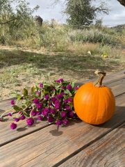 Autumn Breakfast at the Lavender Farm Sunday October 2nd, 10am