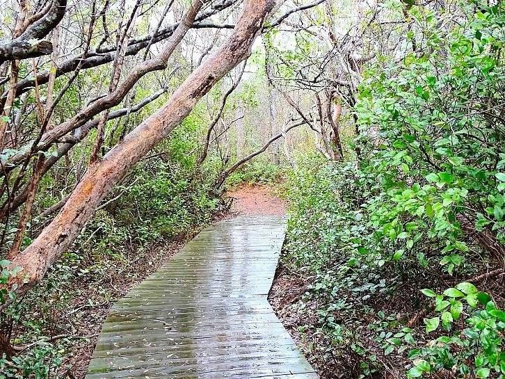 NC Birding Hikes, Wilmington, North Carolina, United States