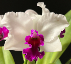 Orchids On The Square - Delray Beach Orchid Society