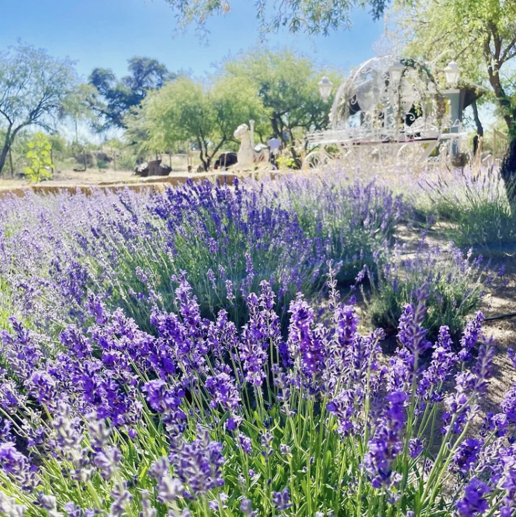 Why is Lavender considered the most versatile herb? Make your own loofahs and lavender INFUSED oil, Oracle, Arizona, United States