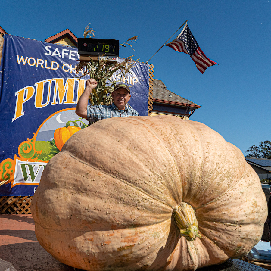 49th Safeway World Championship Pumpkin Weigh-Off, World Heavyweight Championship of Godzilla Gourds, Half Moon Bay, California, United States