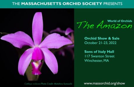 Massachusetts Orchid Society 2022 Annual Sale And Show, Winchester, Massachusetts, United States