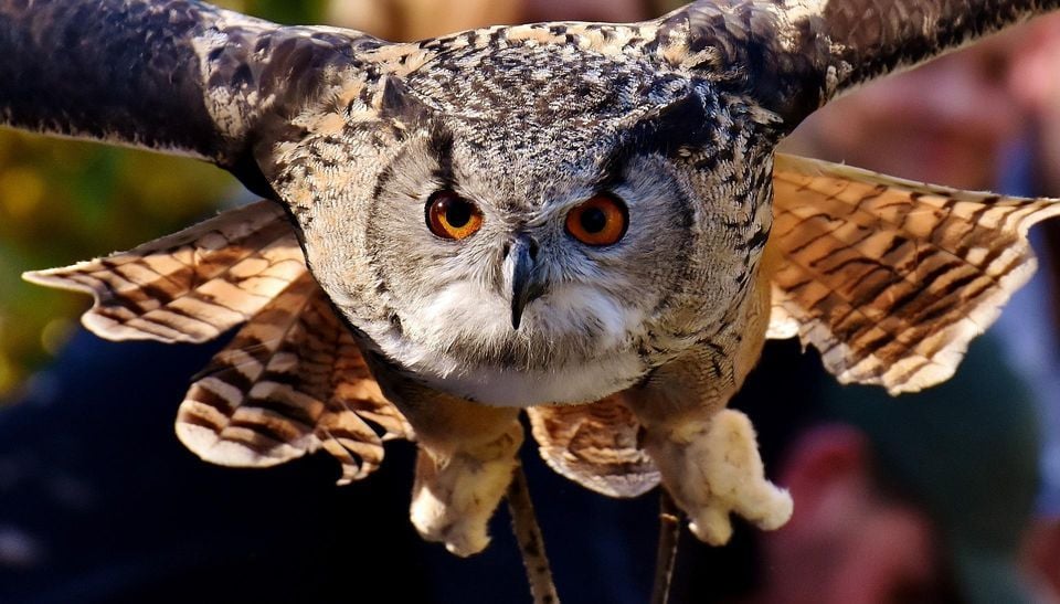 "Owl"-O-Ween, Rapid City, South Dakota, United States