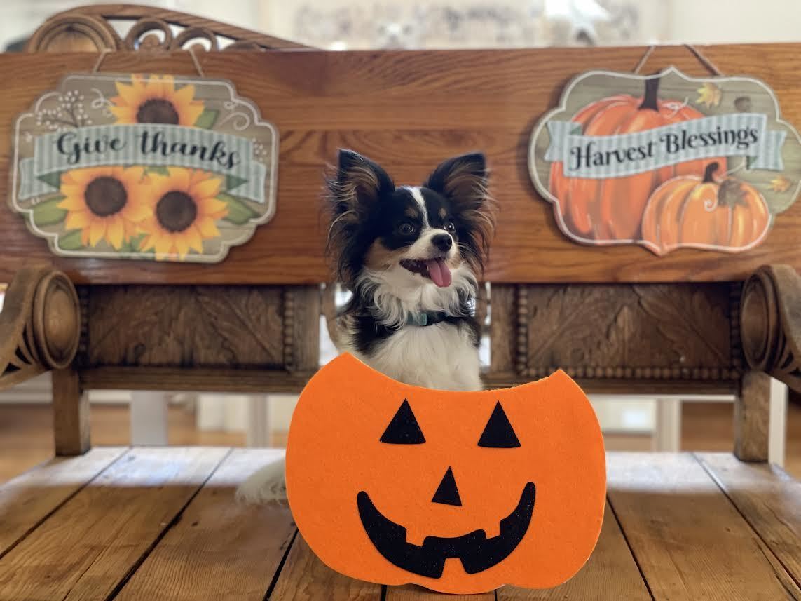 Howl-0-Ween for the Dogs, Napa, California, United States