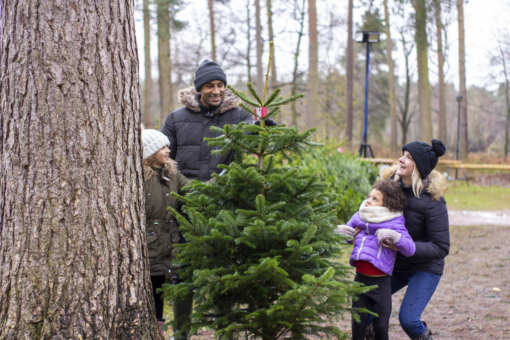 Real Christmas Trees at Moors Valley Country Park and Forest, Ashley Heath, England, United Kingdom