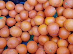 2023 Citrus Clinic hosted by University of Arizona Cooperative Extension Master Gardener Program