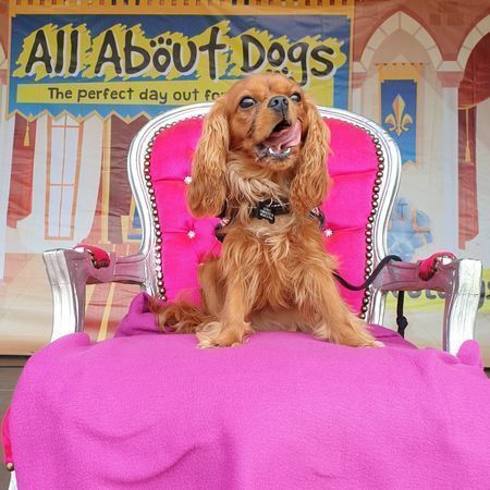 All About Dogs Show Norfolk 2023, Norwich, Norfolk, United Kingdom