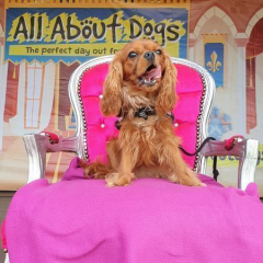 All About Dogs Show Norfolk 2023