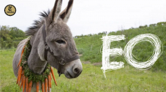 BFS Presents "EO" | 2022 Cannes Jury Winner and Oscar Shortlist Nominee - Best Int'l Feature Film