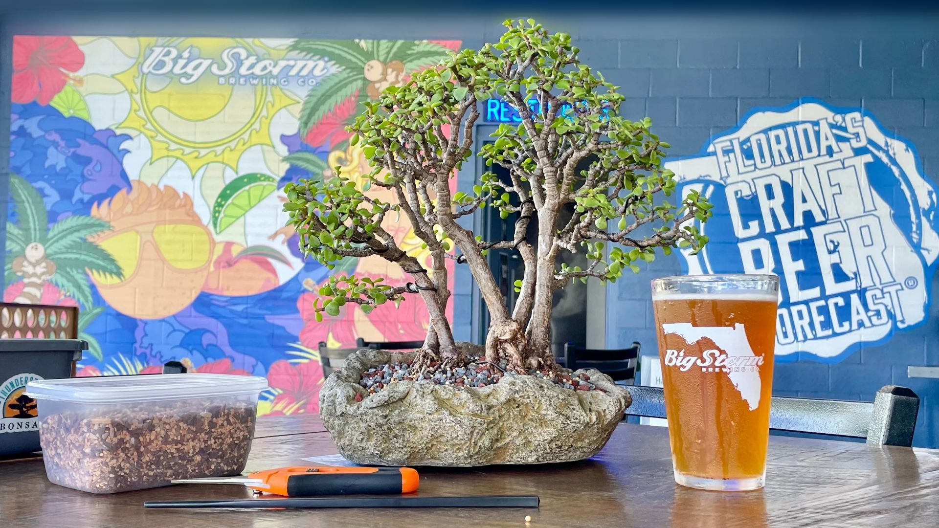 Bonsai and Brews at Big Storm Brewing, Clearwater, Florida, United States