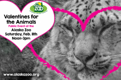 Valentines for the Animals at the Alaska Zoo