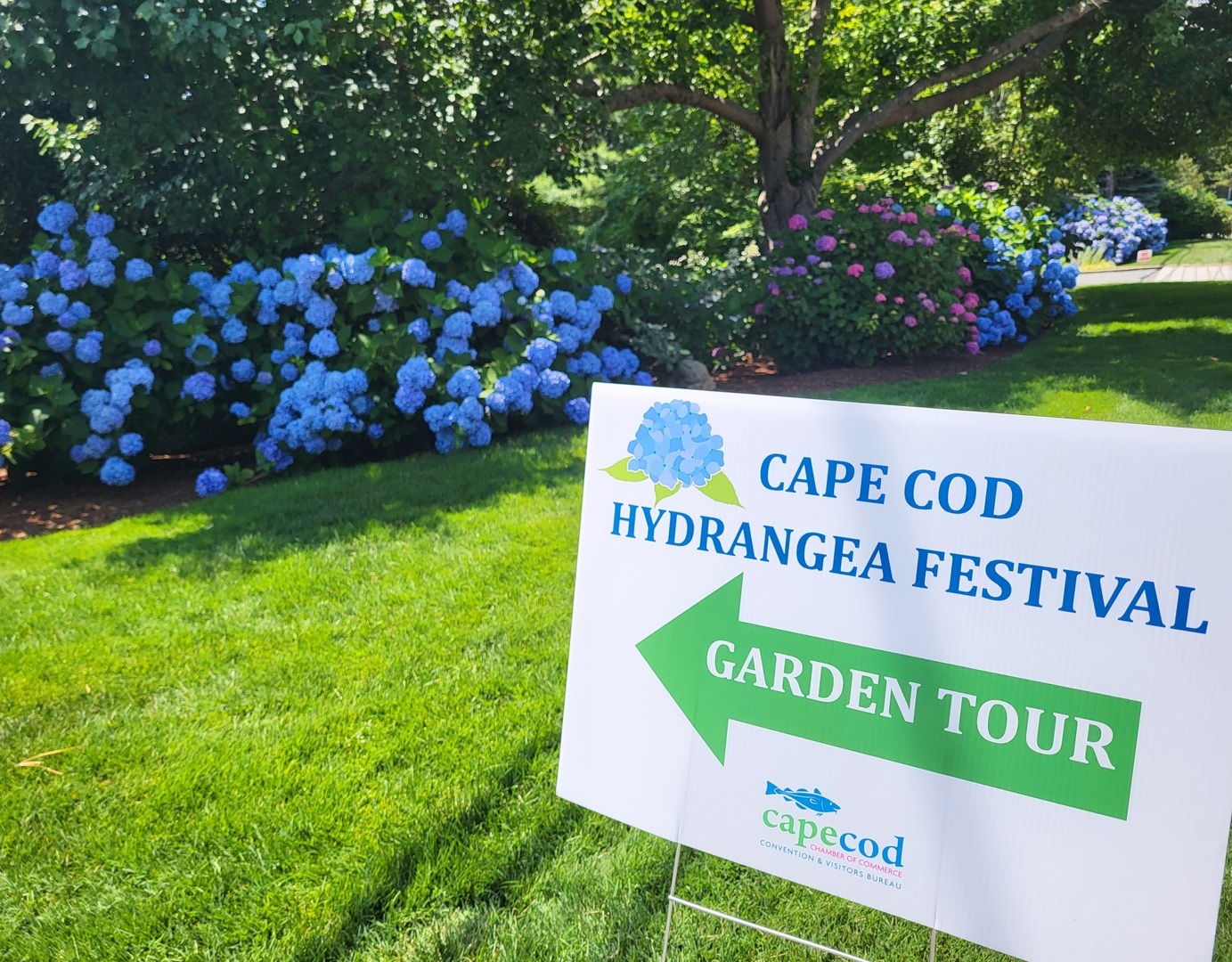 Cape Cod Hydrangea Festival, Barnstable County, Massachusetts, United States