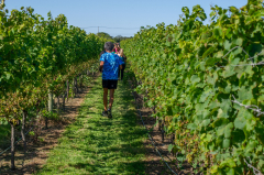 2023 Wine Run at Westport Rivers Vineyard and Winery - 5k