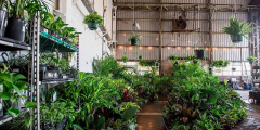 Melbourne - Huge Indoor Plant Warehouse Sale - Jungle Wonderland