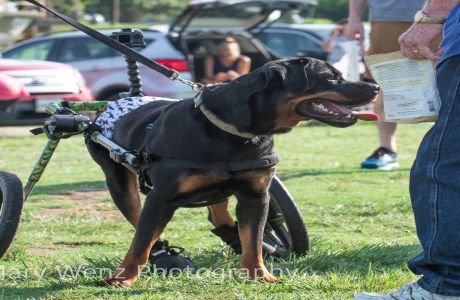 POSTPONED: 12th Annual Dog Day in Colonial Beach, Colonial Beach, Virginia, United States